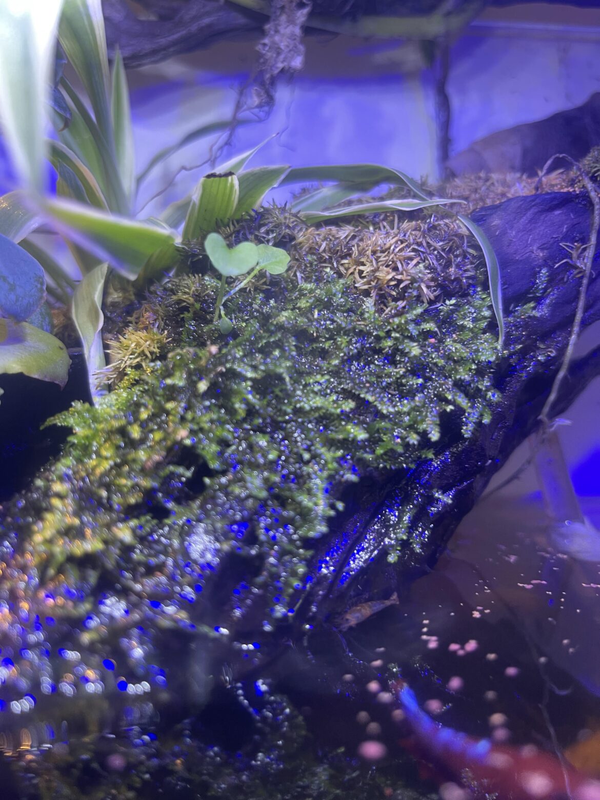 My moss establishing nicely on the driftwood :D