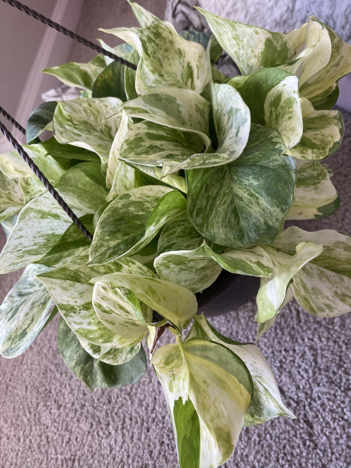 What kind of pothos is This?