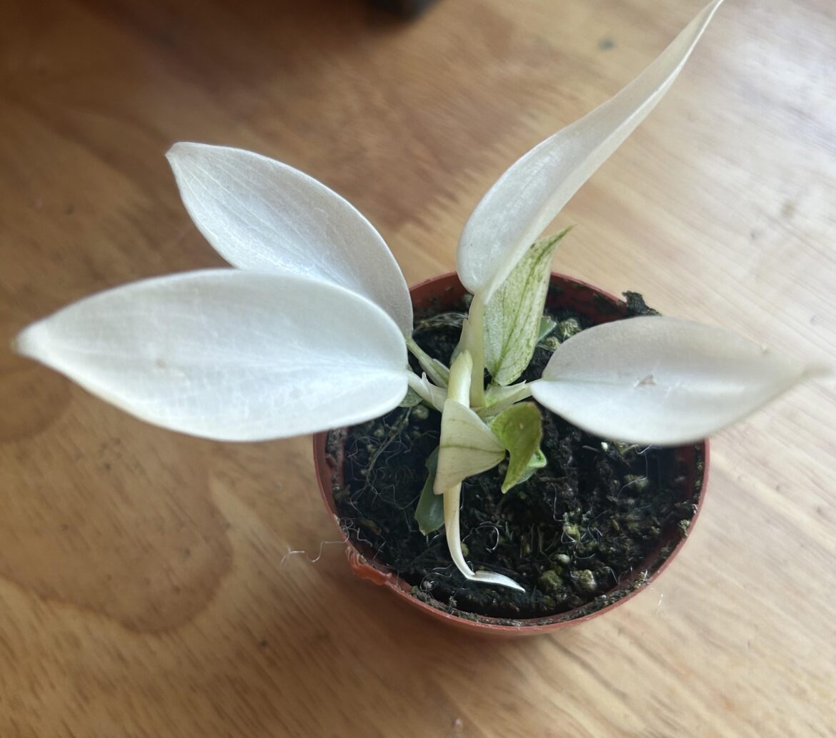 Florida Ghost question! Florida Ghost question!