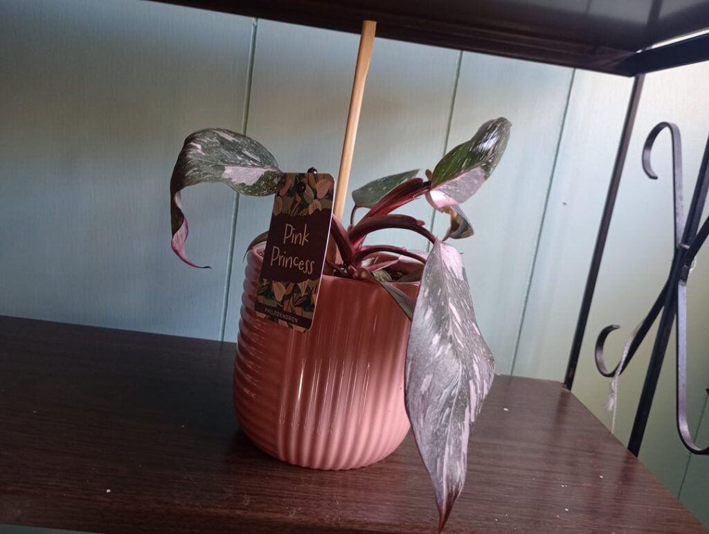 Another Valentine’s Day PPP Club initiate, can you help me make a plan? Another Valentine's Day PPP Club initiate, can you help me make a plan?