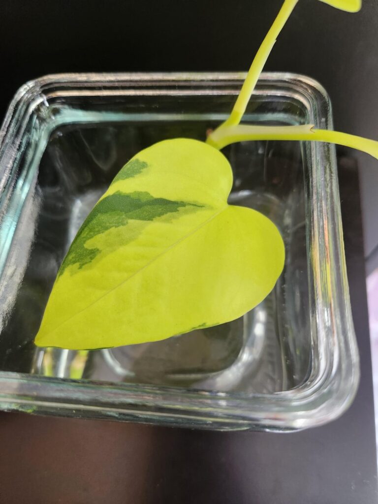 Neon green pothos mutated?