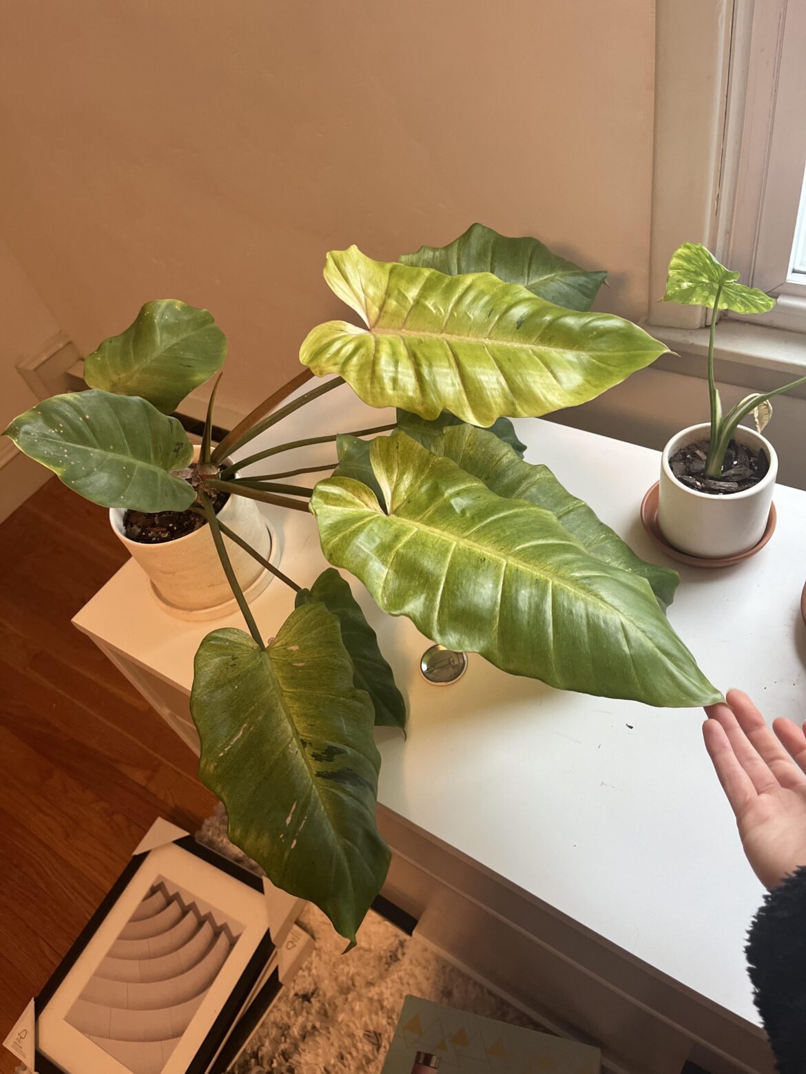 My pride and joy Snowdrift