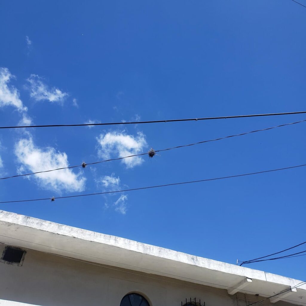 Airplants in Power Lines