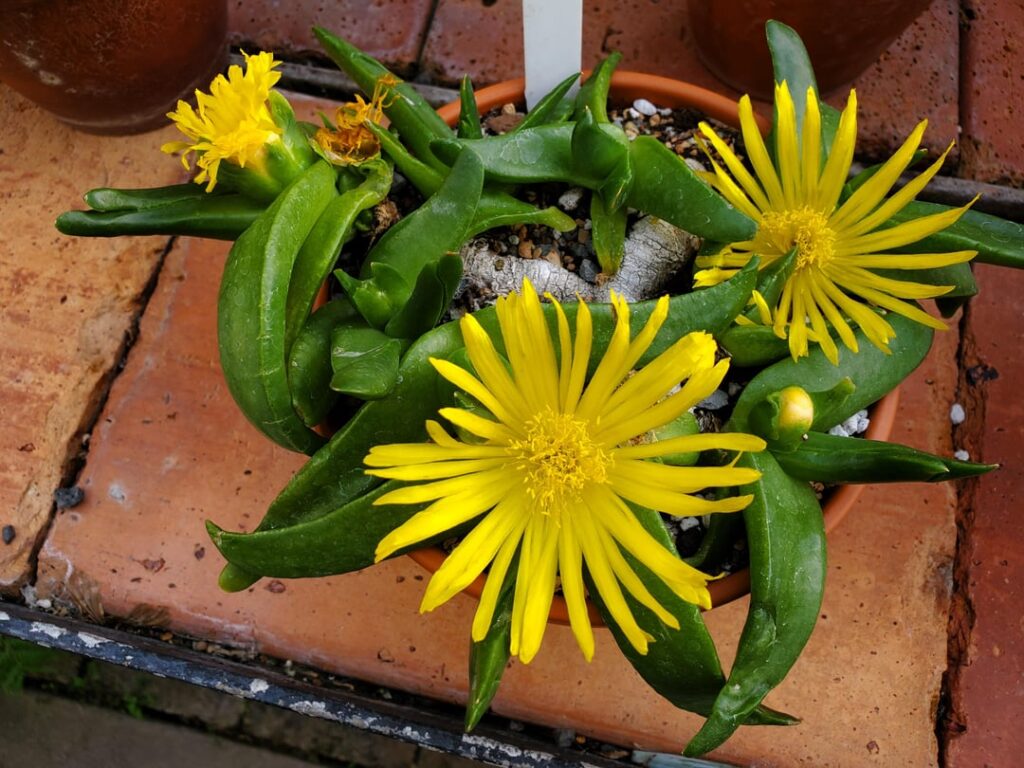 Glottiphyllum depressum in flower mode