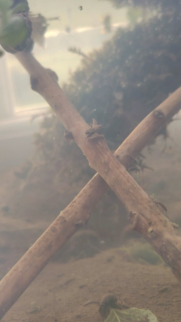 Dolores update