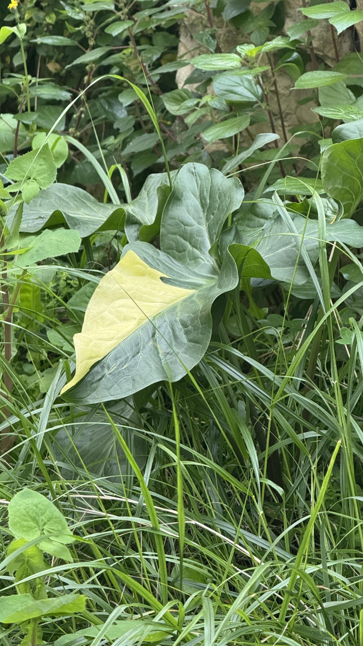 What is this plant? It has a very beautiful variegation, saw it randomly on a small hike.