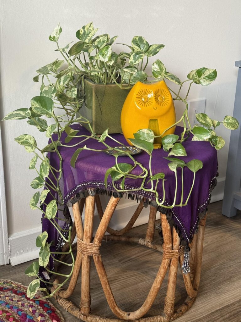 This is my pothos. There are many like it…