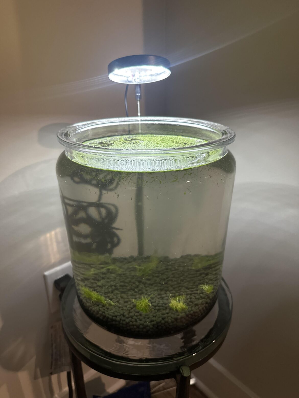 2 Gallon Jarrarium