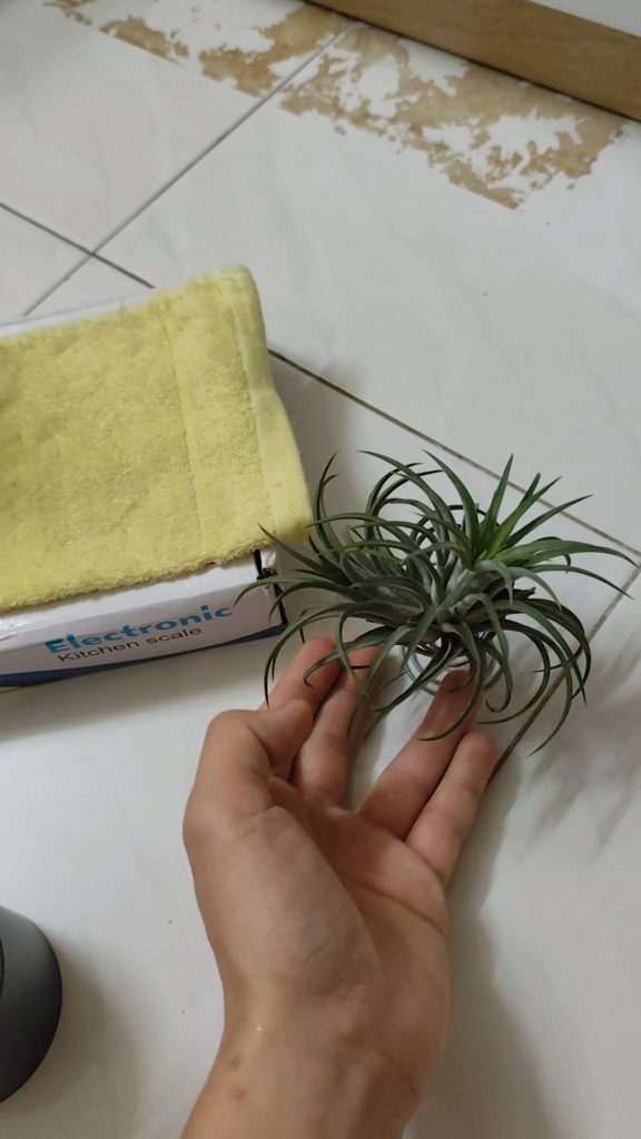 Mother of 5 ionantha... 😍😘