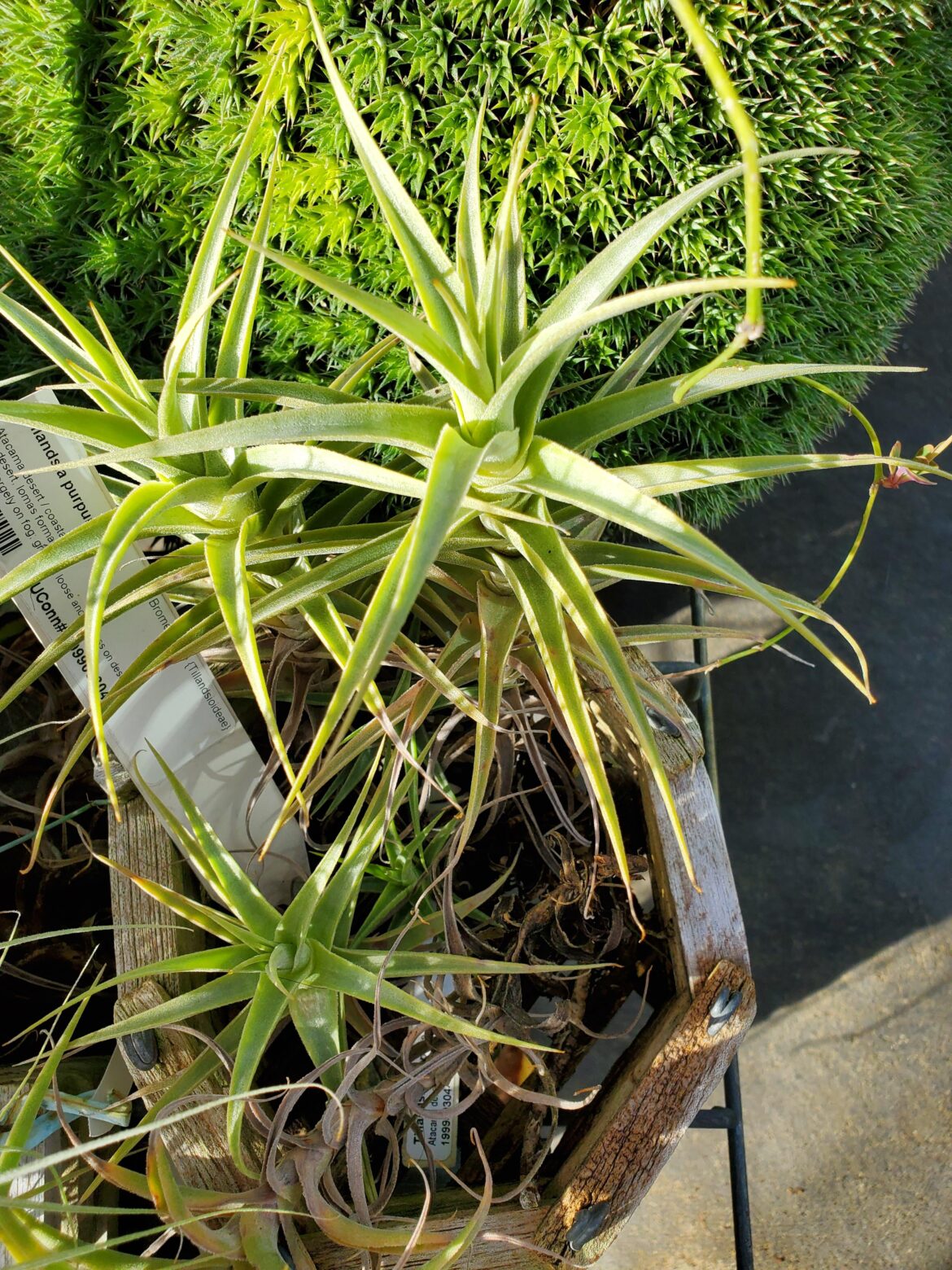 Tillandsia purpurea university specimen