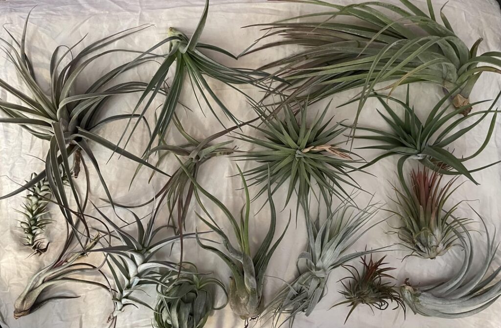 Cuffel Farms mystery box + haul! Cuffel Farms mystery box + haul!