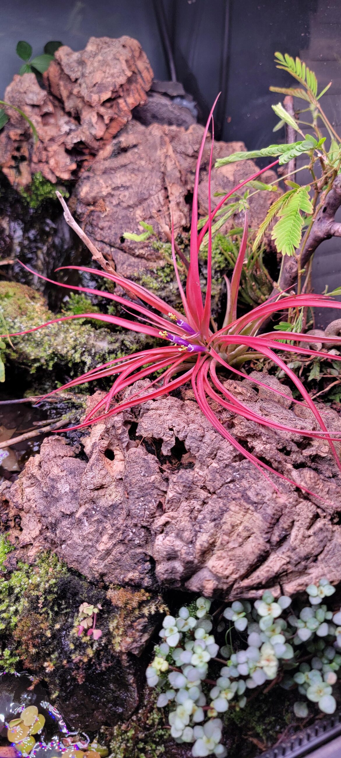 Not sure on id. In my frog tank
