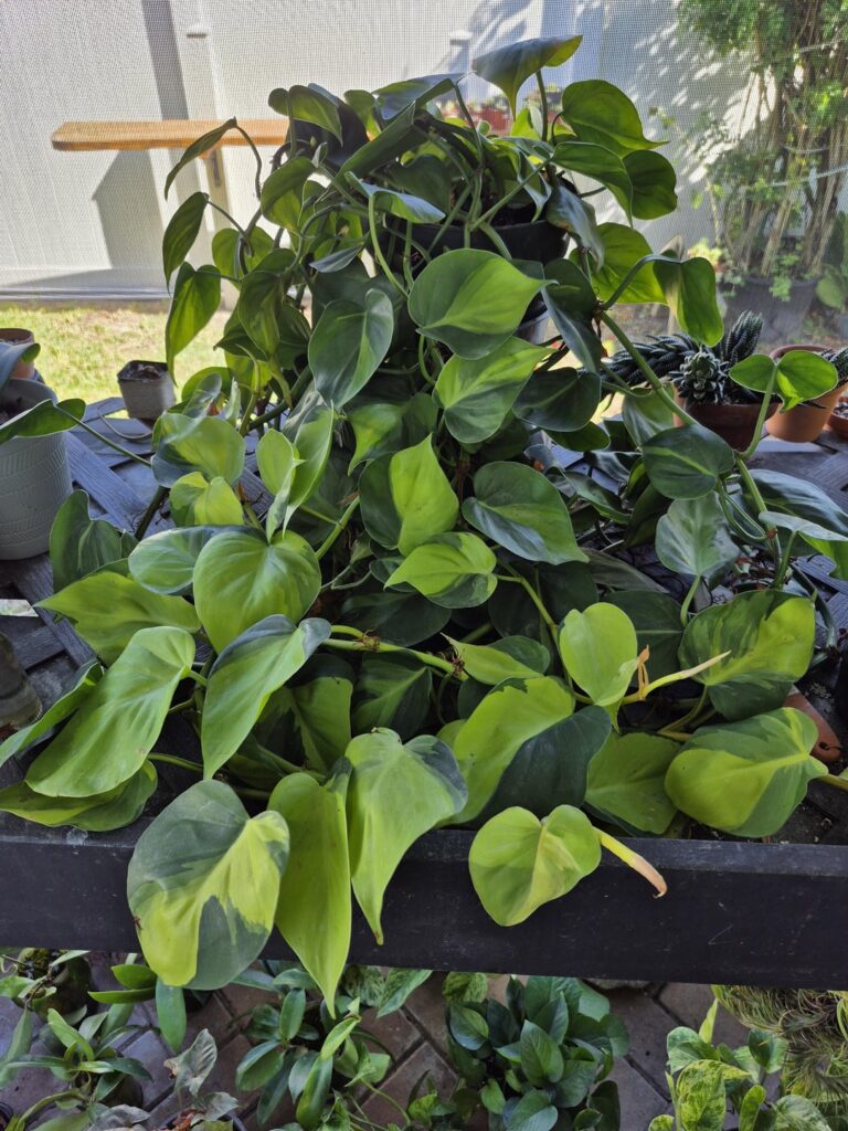 It's grown so much! So many beautiful leaves.