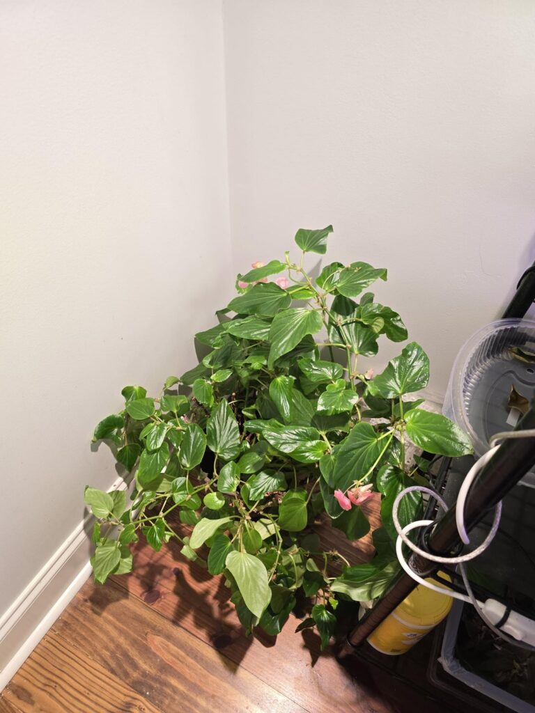 My greatest grower and bloomer