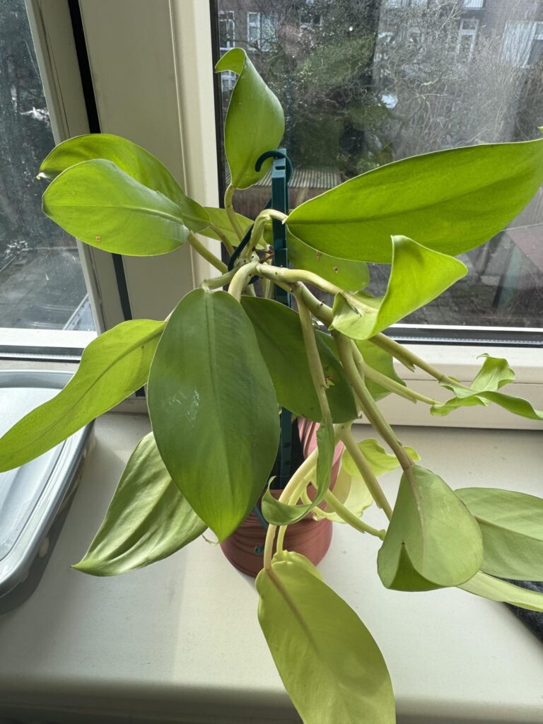 Help me identify this plant