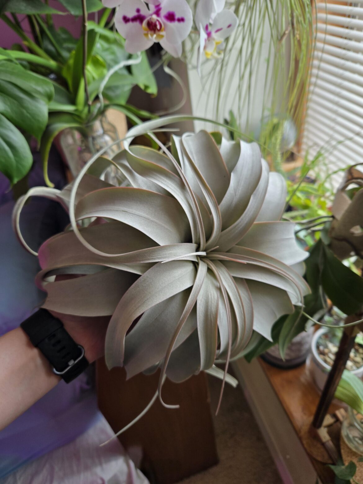 How to display a larger xerographica How to display a larger xerographica