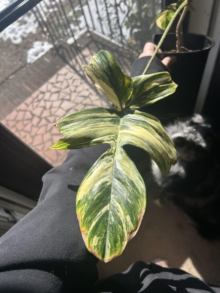 New babies New babies