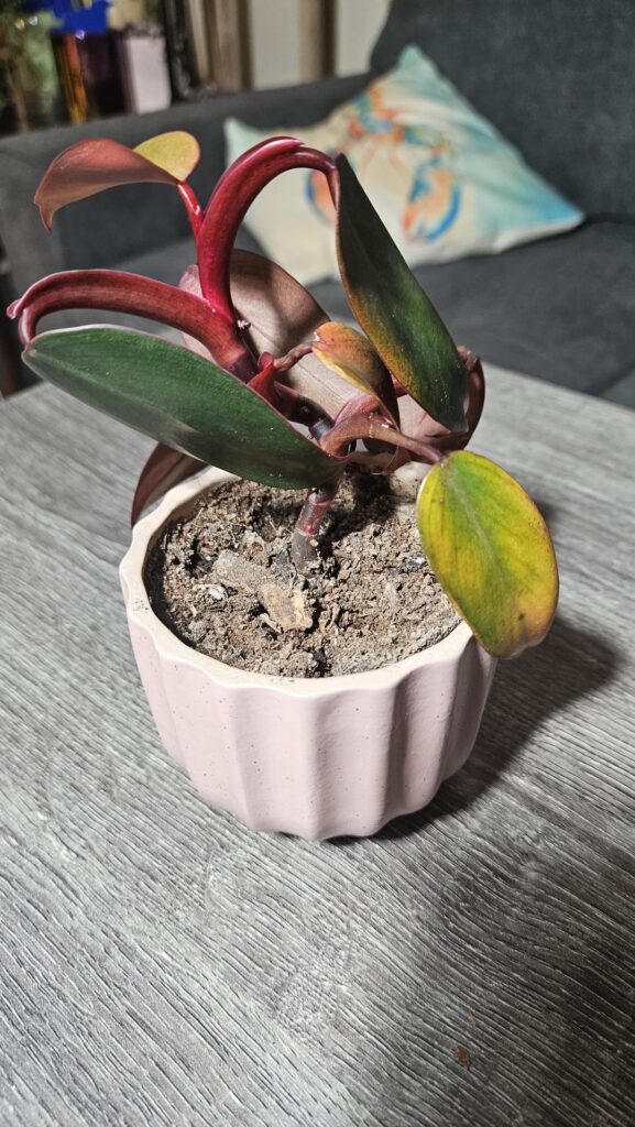 Why are my leaves dying?