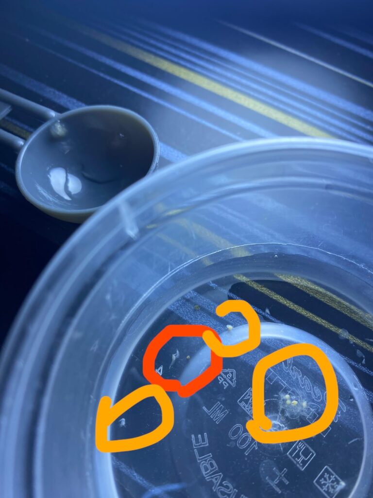 Beginner: orange rilli abandoned her eggs