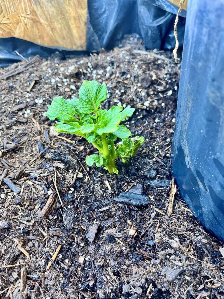 We thought it was a pebble sized ginger root and planted it…it’s not. We thought it was a pebble sized ginger root and planted it…it’s not.