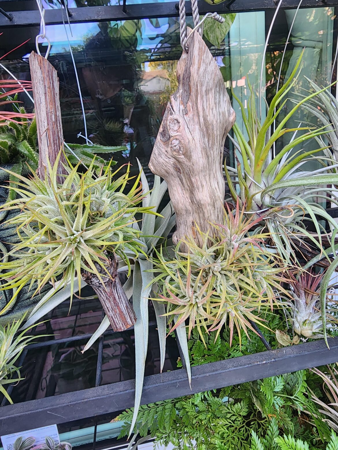 My mounted ionanthas