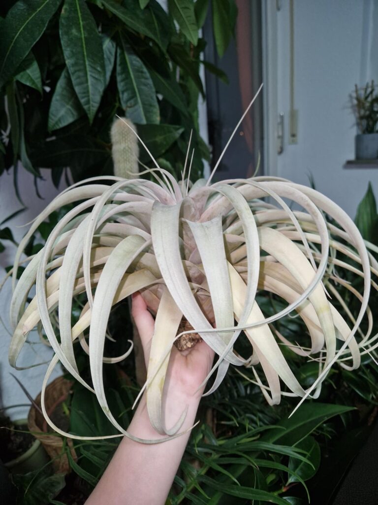 Airplants i got from my boyfriend bec i was so bummed a few died from mold :) Airplants i got from my boyfriend bec i was so bummed a few died from mold :)