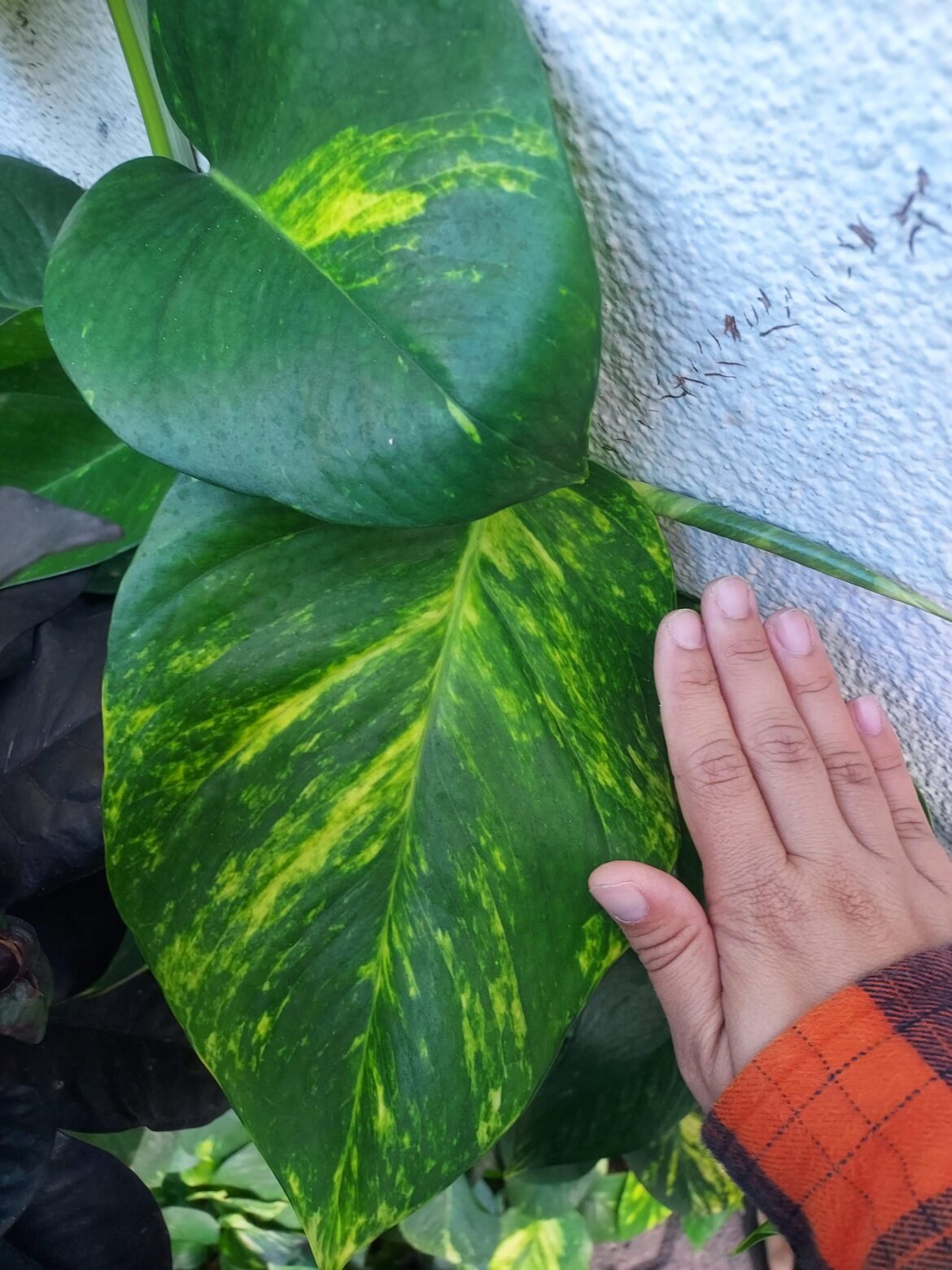 Huge Mall Pothos