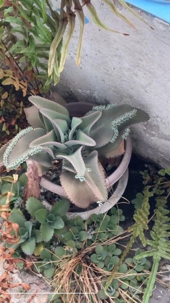 Saw this on my condo plantbox Saw this on my condo plantbox
