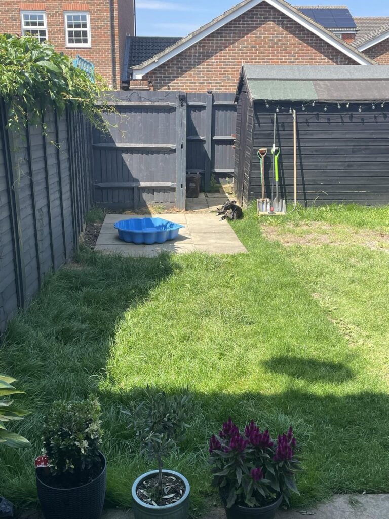 Struggling with lawn Struggling with lawn