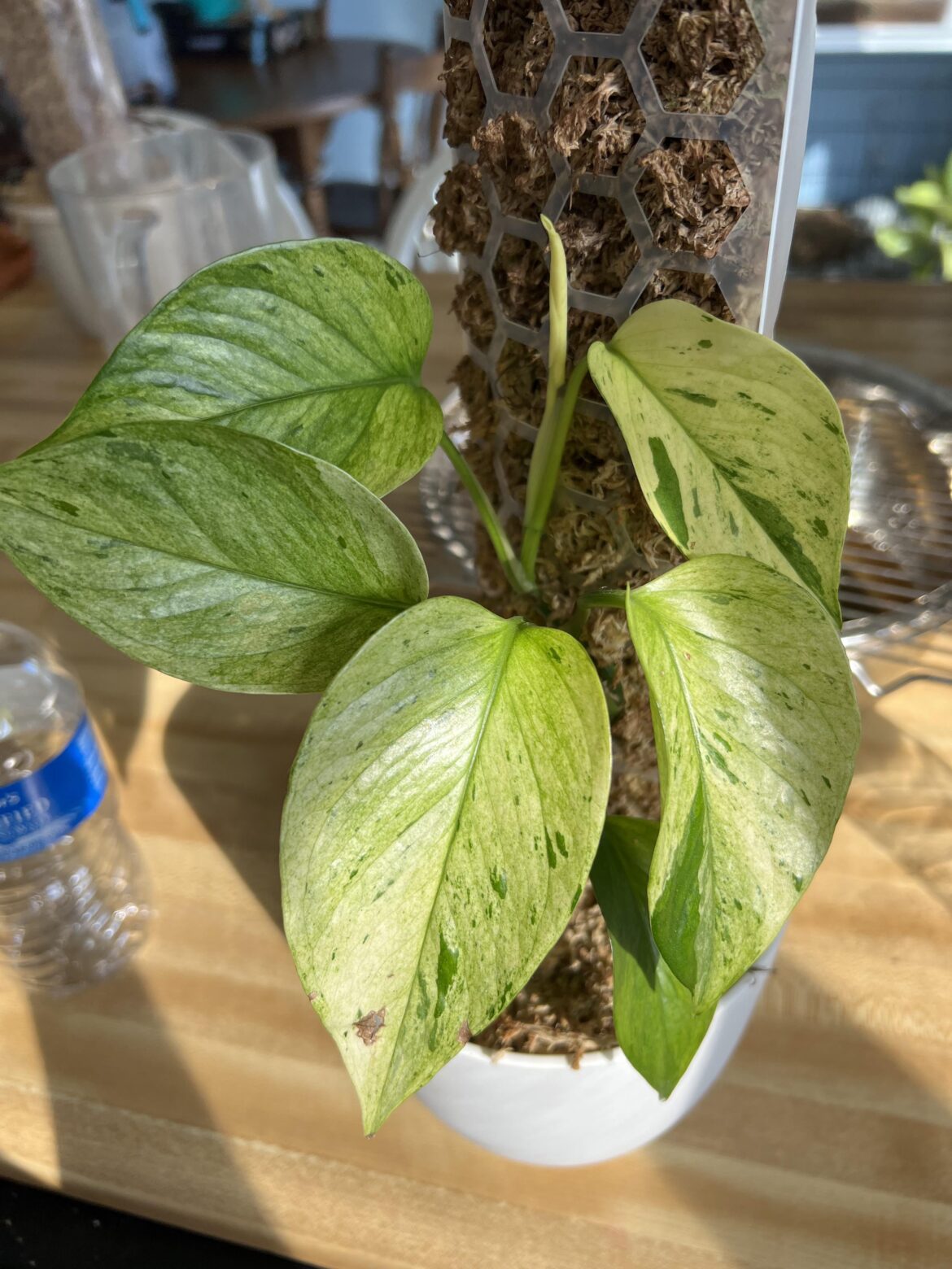 One of my favorite plants