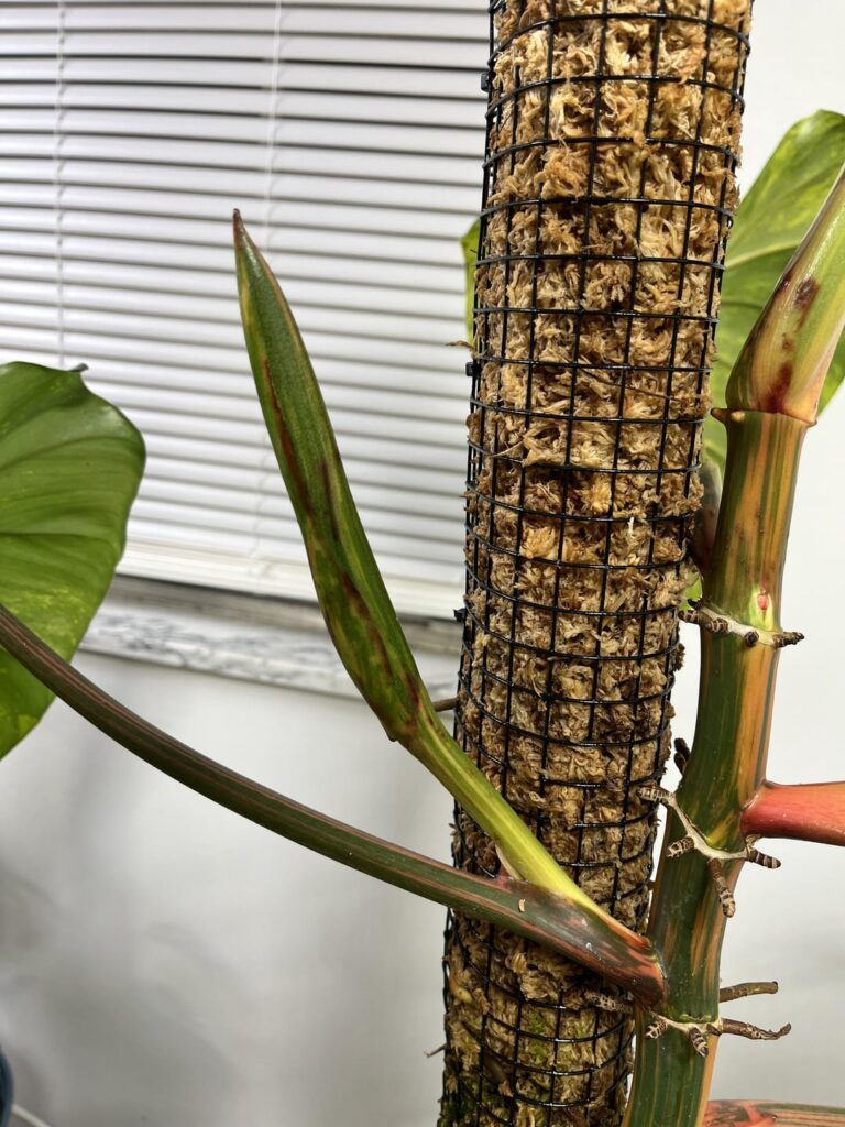 Variegated Domesticum inflorescences