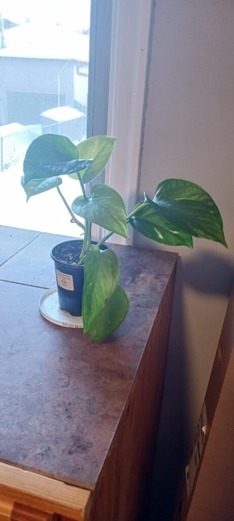 First time potting a water prop