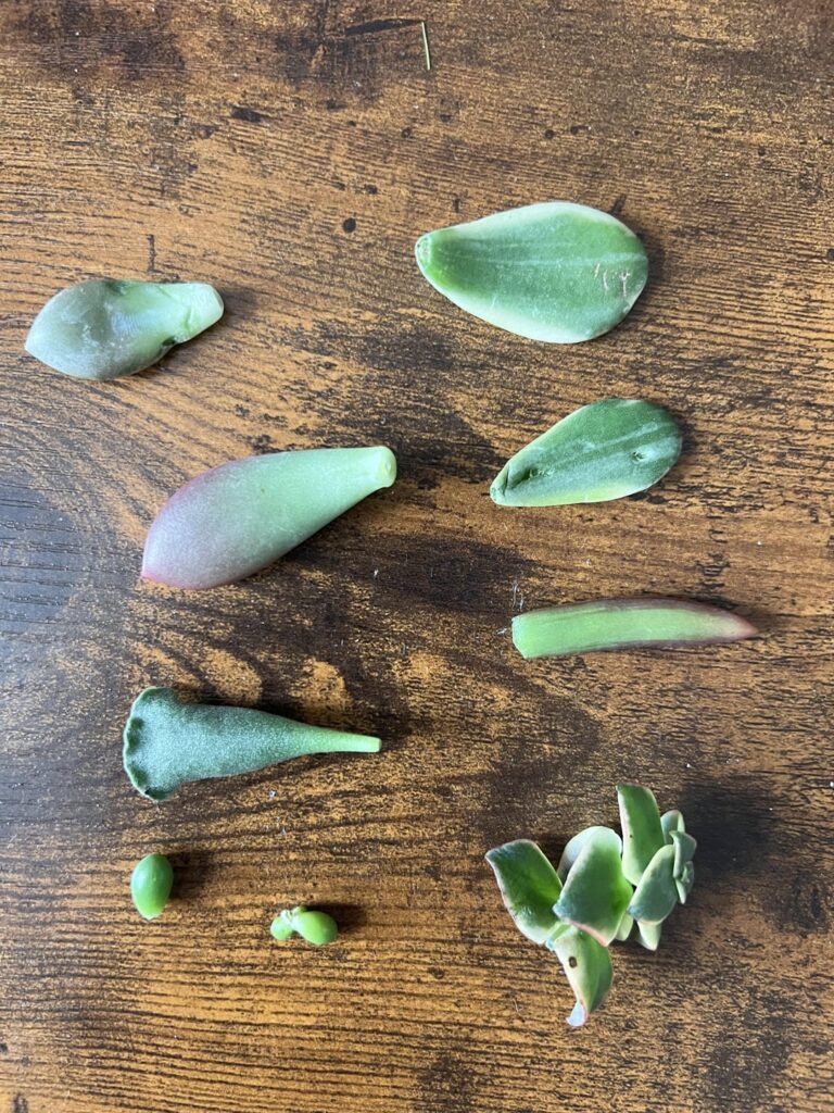 Any advice for getting these succulent prop pieces growing & full plants separated/started into new plants? Never done this before!