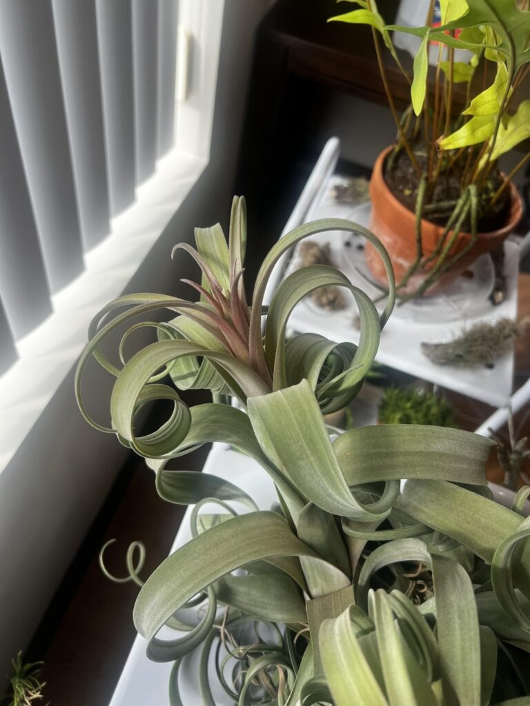 Inflorescence bud! ✨