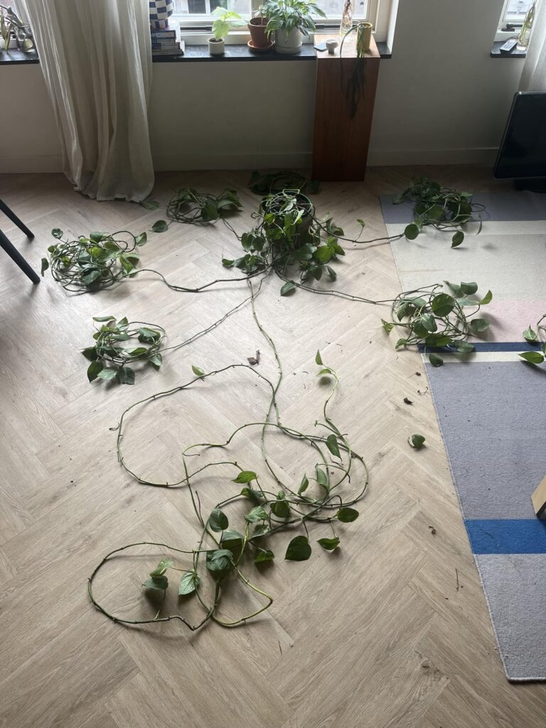 New life for my old ugly pothos?