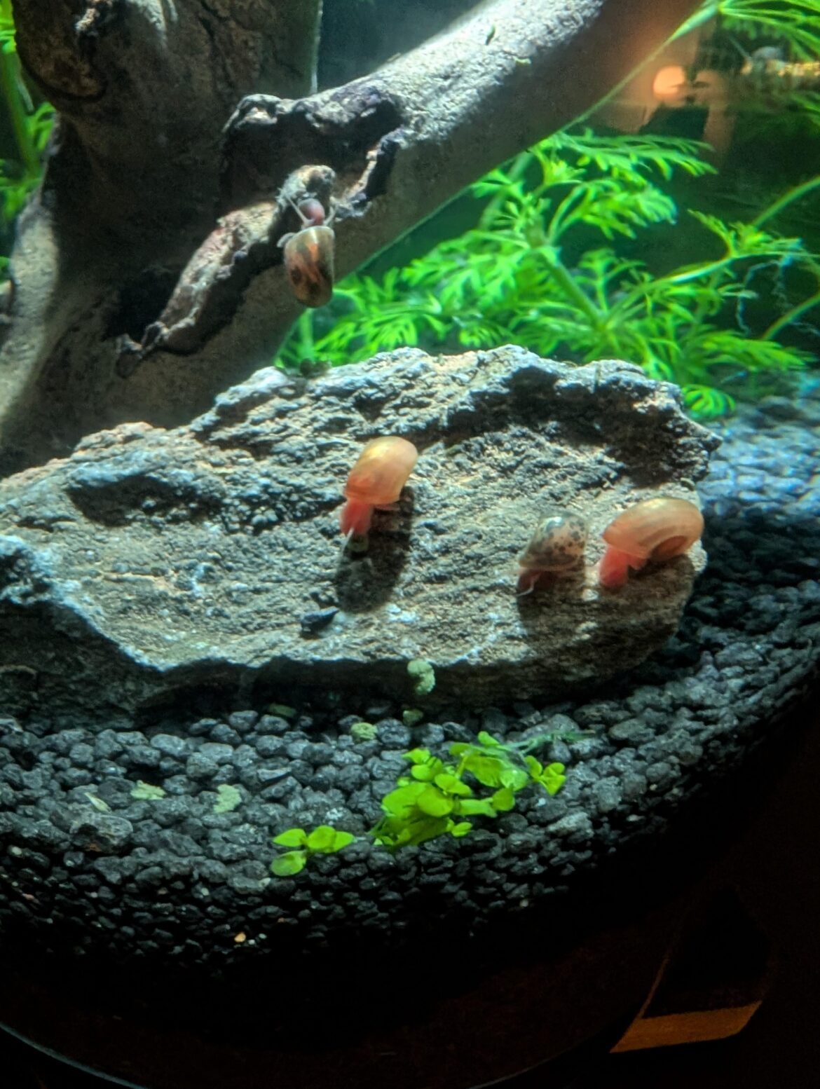 How many snails are you having in your Jars?