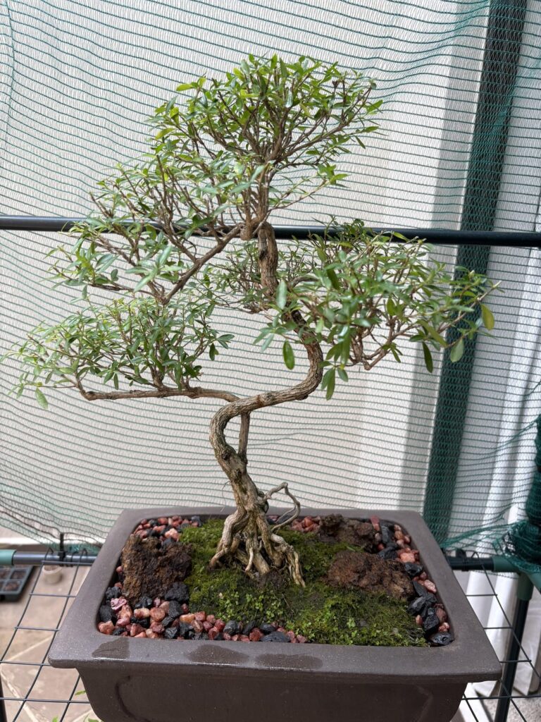 Snow rose bonsai