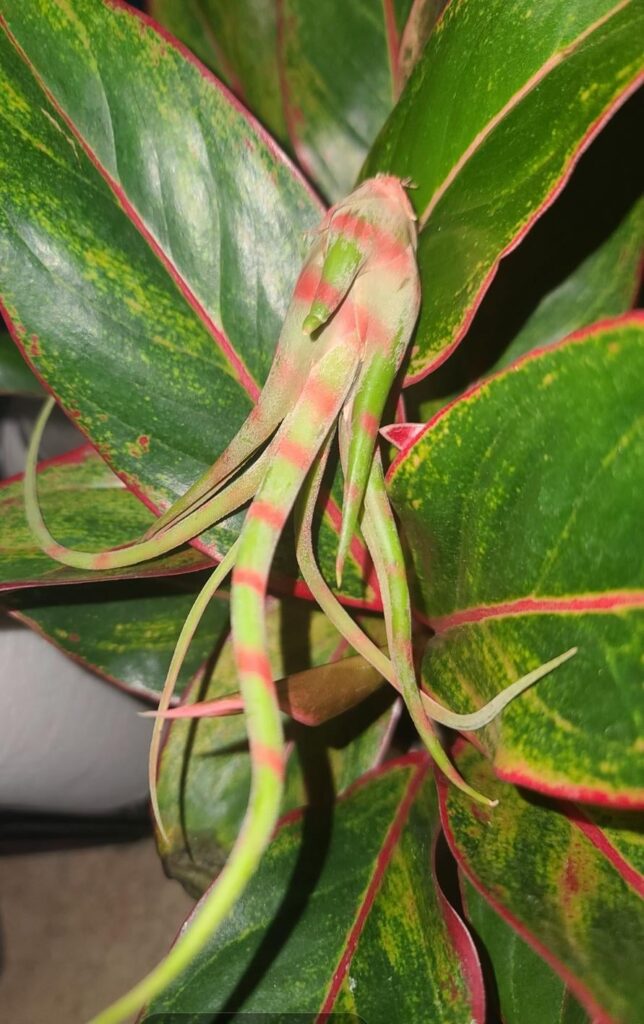 New air plant parent