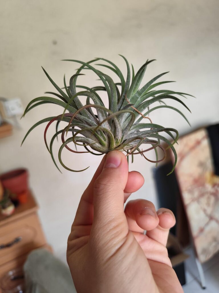 I think she is not ready to bloom. Whenever she turned slightly reddish, it would faded. I rotated the plants regularly because my grow lights are from the side, lightning should be good enough, 9 hours daily, humidity is fair. I think she is not ready to bloom. Whenever she turned slightly reddish, it would faded. I rotated the plants regularly because my grow lights are from the side, lightning should be good enough, 9 hours daily, humidity is fair.