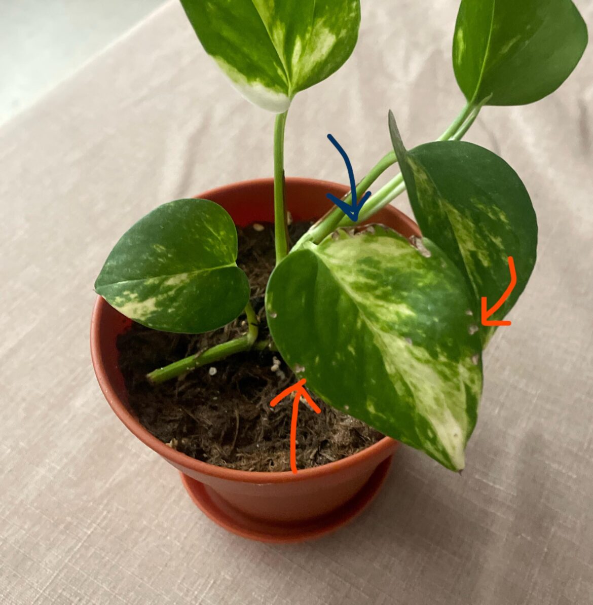 What are these spots on my plant’s leaf? What are these spots on my plant’s leaf?