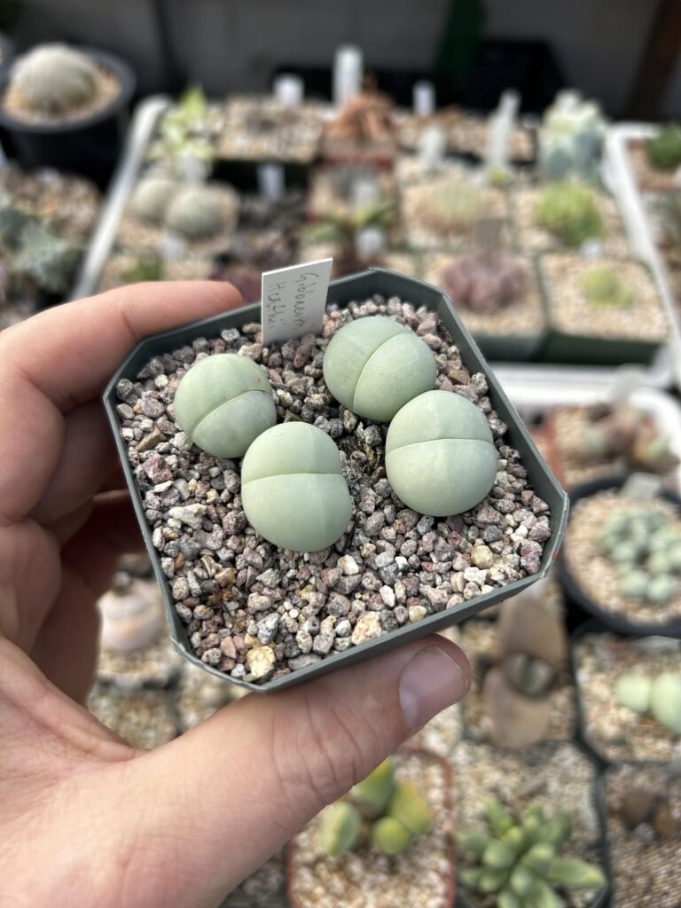 Gibbaeum heathii