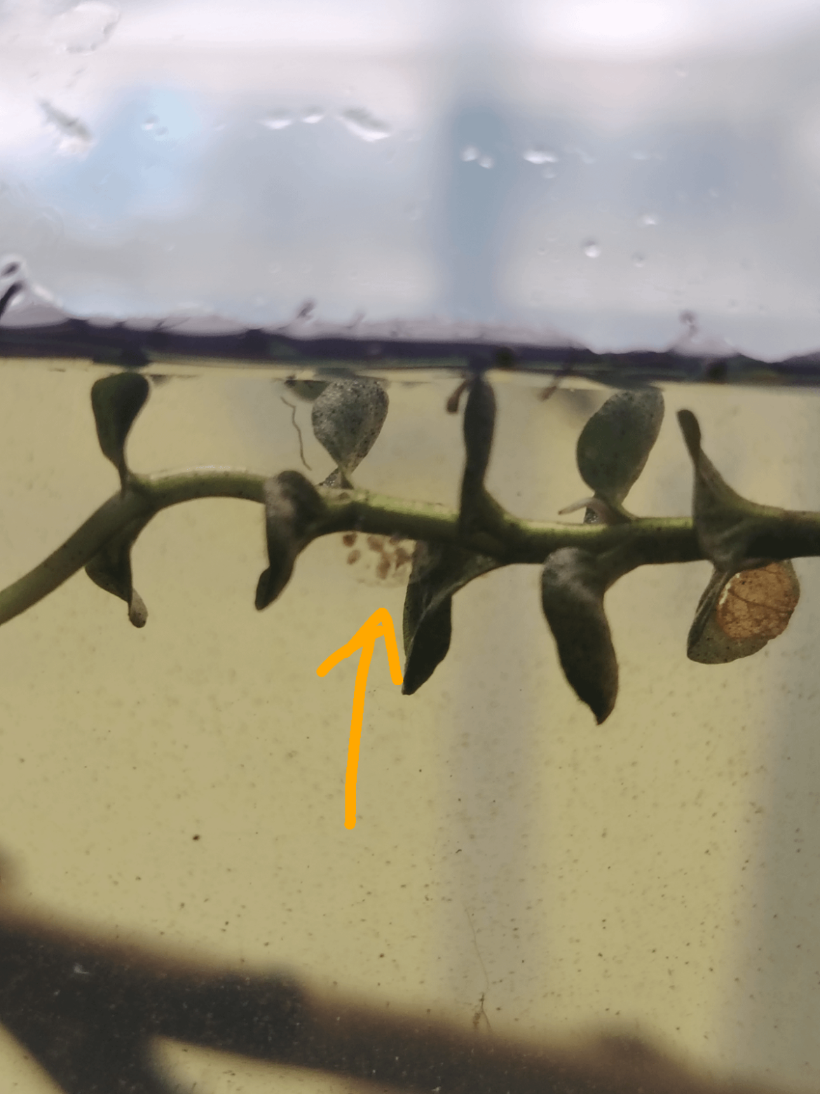 Are these eggs