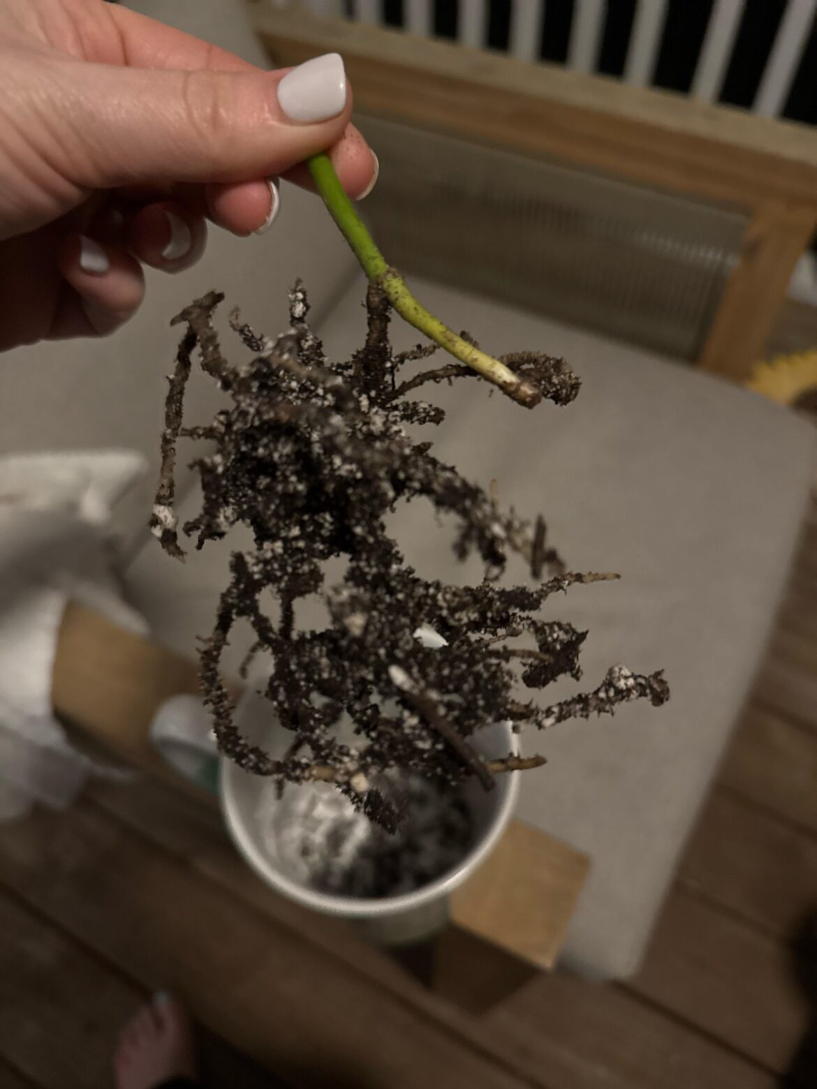 Monstera help! Monstera help!