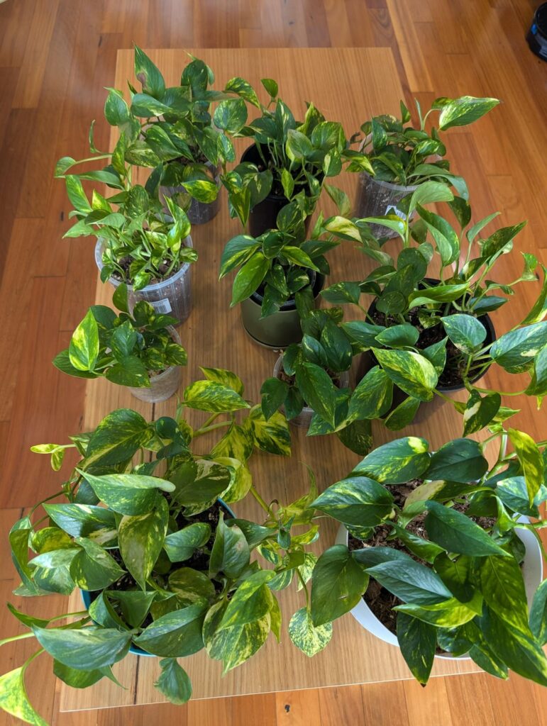 6 months after chop & prop