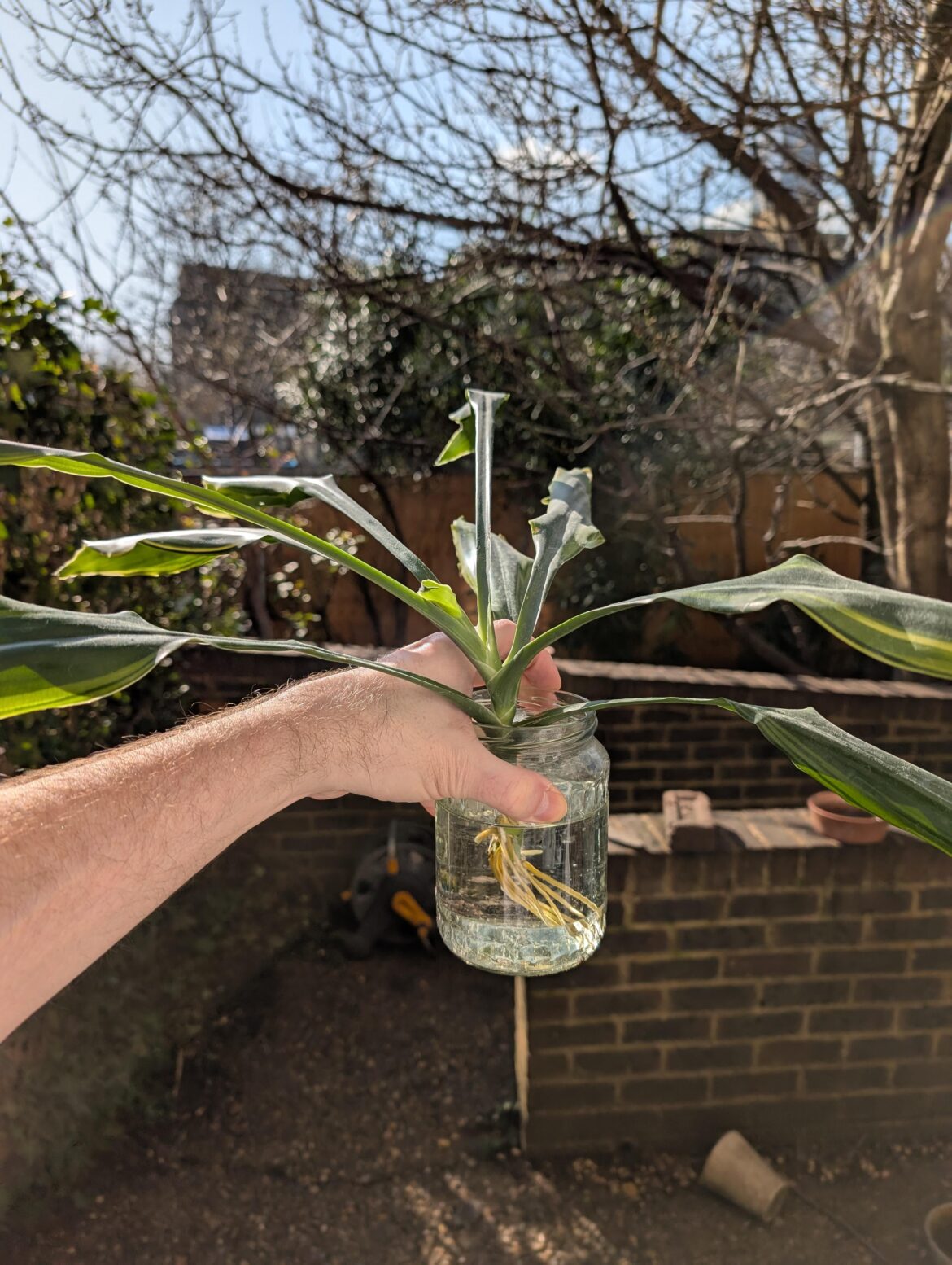 Is it time to pot in soil? Any advice what kind of medium/mixture?