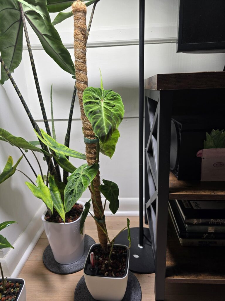 A verrucosum I'm trying to grow up a pole( think I need a better moss pole though) and one I'm letting grow wild. What do they look like when they grow wild without a pole to climb?