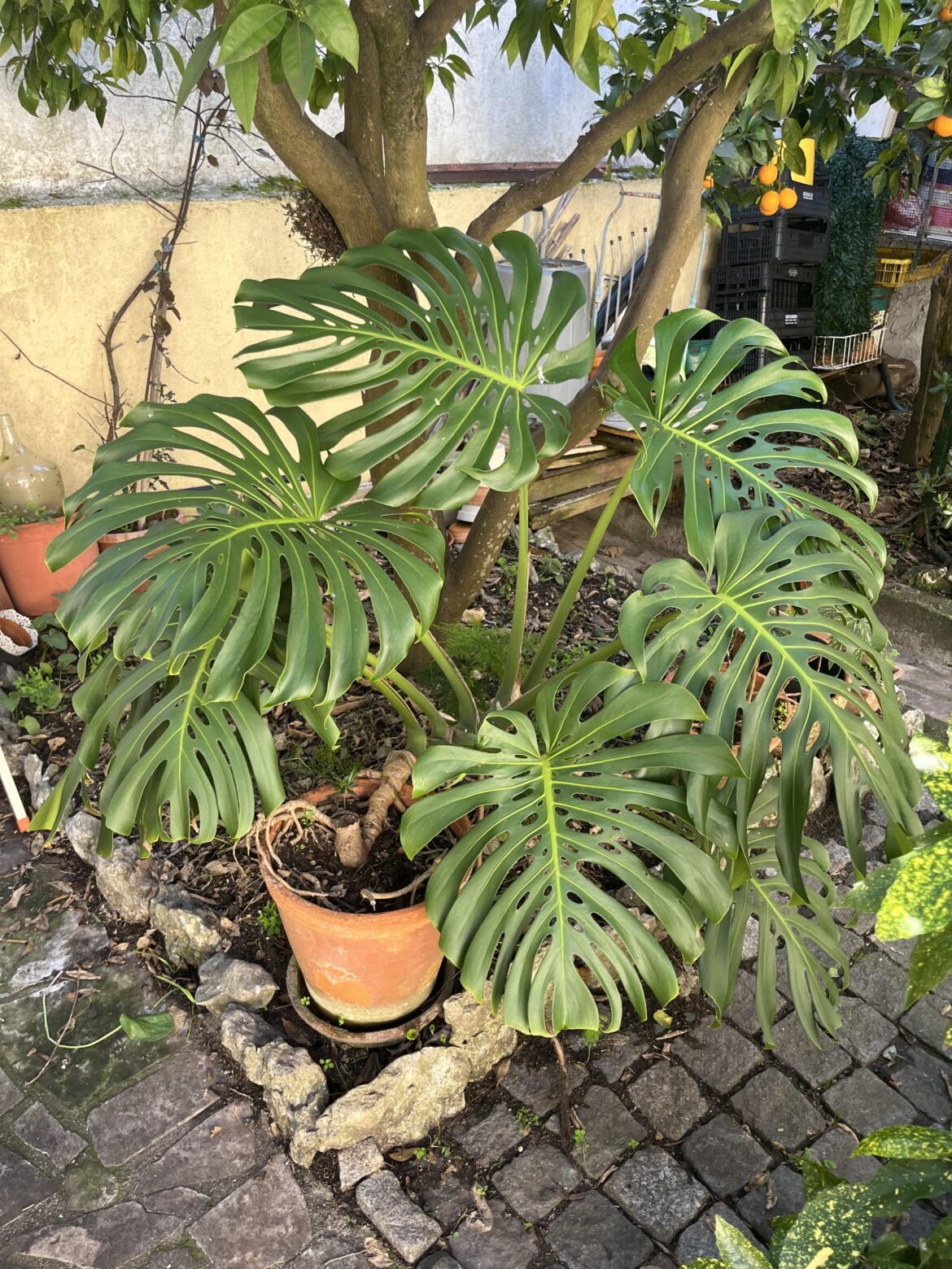 Monstera I found randomly at my aunt's place