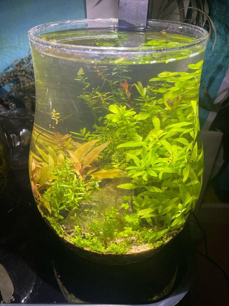 Loving my shrimp jar at the moment!