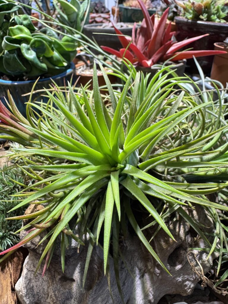 T. ionantha ‘Druid’. My largest air plant! T. ionantha ‘Druid’. My largest air plant!