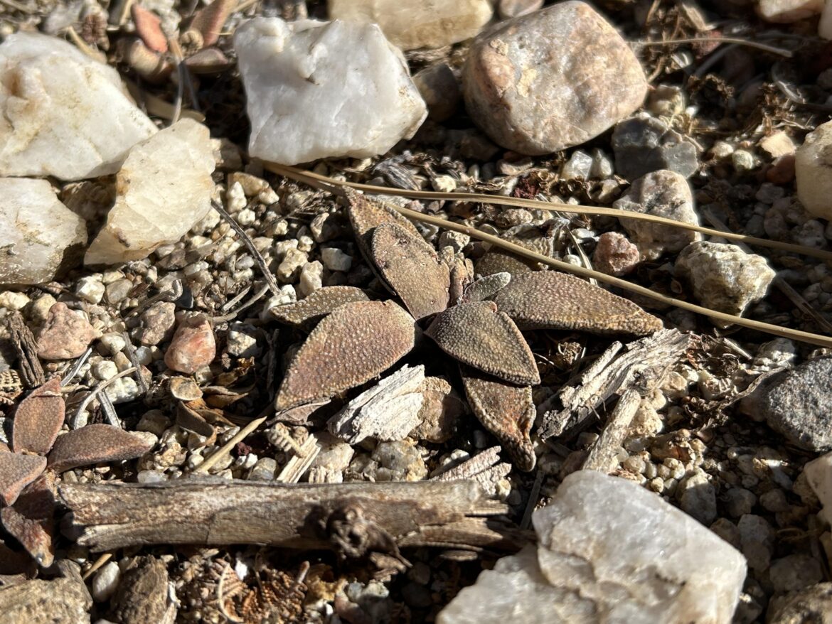 I planted a dozen Aloinopsis rubrolineata outside in the fall, so of course it was the coldest January in 15 years with majority of nights below -1C (30F) and an extreme low temperature of nearly -15C (6F). They look okay and I’m curious if they will bloom this spring. I planted a dozen Aloinopsis rubrolineata outside in the fall, so of course it was the coldest January in 15 years with majority of nights below -1C (30F) and an extreme low temperature of nearly -15C (6F). They look okay and I'm curious if they will bloom this spring.